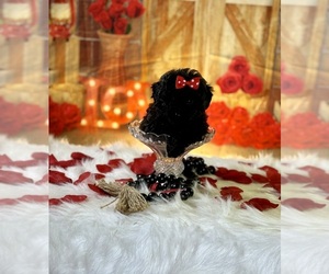 Poodle (Toy) Puppy for sale in RIPLEY, MS, USA