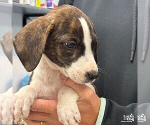 Mutt Dogs for adoption in Washington, DC, USA