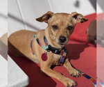 Small Chihuahua Mix