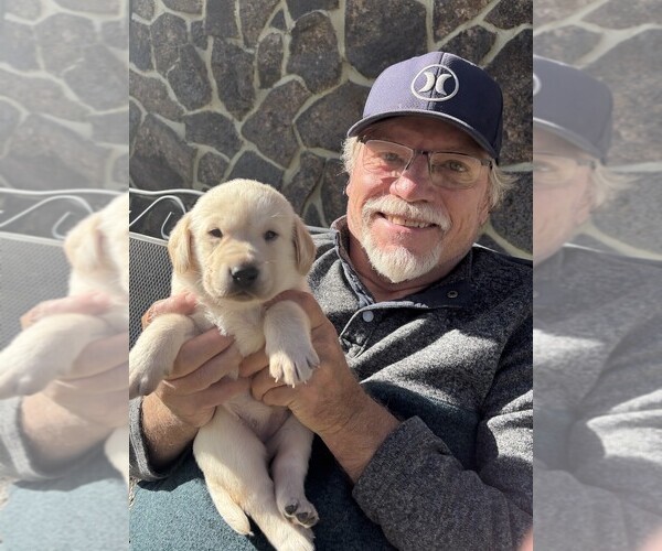 Medium Photo #6 Labrador Retriever Puppy For Sale in TWIN FALLS, ID, USA