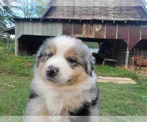 Australian Shepherd Puppy for Sale in RAMSEUR, North Carolina USA