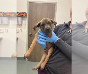 Shepradors Dogs for adoption in Baytown, TX, USA