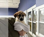 Small #7 Great Pyrenees Mix
