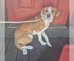 American Staffordshire Terrier-Unknown Mix Dogs for adoption in San Antonio, TX, USA