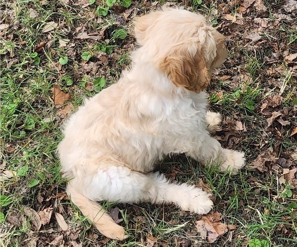 Medium Photo #2 Goldendoodle Puppy For Sale in WACO, TX, USA