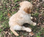 Small #1 Goldendoodle
