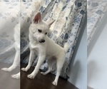 Small Photo #13 Alaskan Klee Kai Puppy For Sale in DURHAM, CT, USA