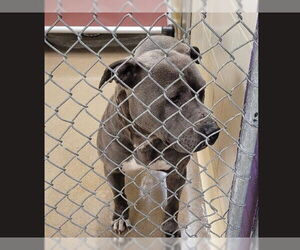 American Pit Bull Terrier-Unknown Mix Dogs for adoption in Anchorage, AK, USA