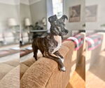 Small #25 Labrador Retriever Mix
