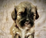 Puppy 5 Cavalier King Charles Spaniel-Yo-Chon Mix