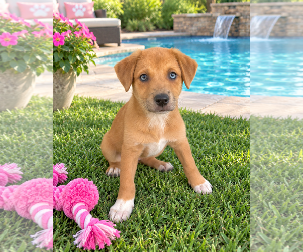Medium Photo #5 Mutt Puppy For Sale in Euless, TX, USA