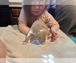 Small #2 American Pit Bull Terrier