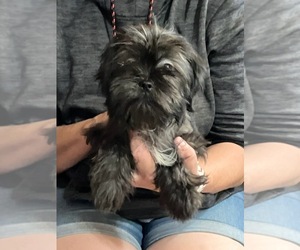 Lhasa Apso Puppy for Sale in BROOKLET, Georgia USA