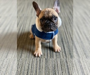 French Bulldog Puppy for sale in CHANDLER, AZ, USA