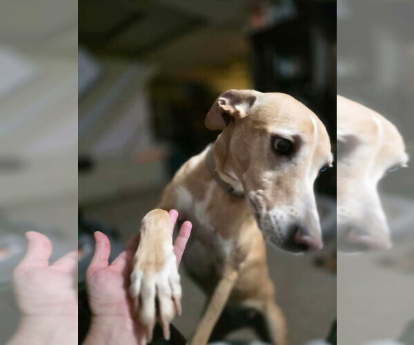 Medium Photo #19 Greyhound-Labrador Retriever Mix Puppy For Sale in Osgood, IN, USA