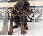 Small Photo #18 Doberman Pinscher Puppy For Sale in COLORADO SPRINGS, CO, USA