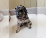 Small Photo #2 Labradoodle Puppy For Sale in SAN ANTONIO, TX, USA