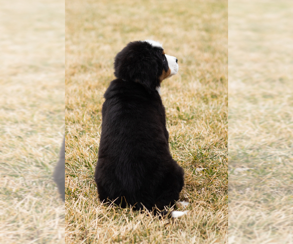 Medium Photo #19 Bernese Mountain Dog Puppy For Sale in MILLERSBURG, IN, USA