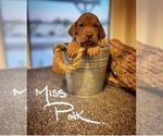 Small Photo #8 Vizsla Puppy For Sale in SANTA CLARITA, CA, USA