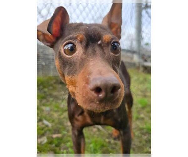 Medium Photo #1 Miniature Pinscher Puppy For Sale in Martinez, CA, USA