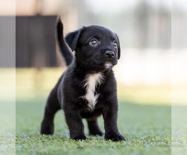 Medium Photo #2 Dachshund-Unknown Mix Puppy For Sale in San Diego, CA, USA
