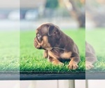 Small #4 English Bulldog