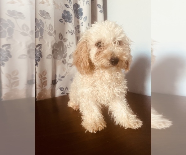 Medium Photo #17 Poodle (Miniature) Puppy For Sale in DURHAM, CT, USA