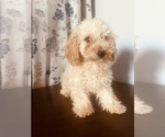 Small Photo #17 Poodle (Miniature) Puppy For Sale in DURHAM, CT, USA