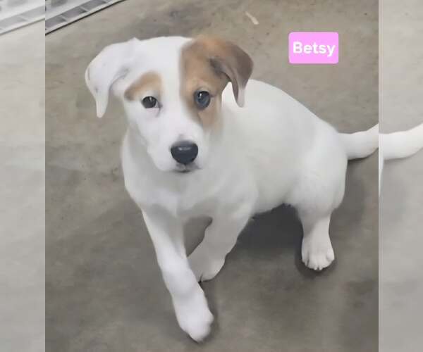 Medium Photo #2 Labrenees Puppy For Sale in Alexander, AR, USA