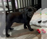 Small #5 Labrador Retriever Mix