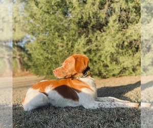 Father of the Brittany puppies born on 05/21/2026