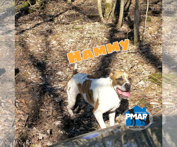 Medium Photo #5 Bullypit Puppy For Sale in Binghamton, NY, USA