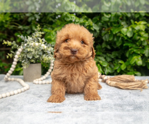 Medium Photo #4 Goldendoodle (Miniature) Puppy For Sale in BERNE, IN, USA