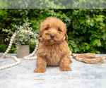 Small Photo #4 Goldendoodle (Miniature) Puppy For Sale in BERNE, IN, USA