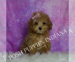 Small Photo #49 Maltipoo (Miniature) Puppy For Sale in WARSAW, IN, USA