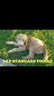 Small Photo #1 Goldendoodle Puppy For Sale in CLARKSVILLE, TX, USA