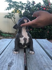 American Pit Bull Terrier Puppy for sale in KISSIMMEE, FL, USA
