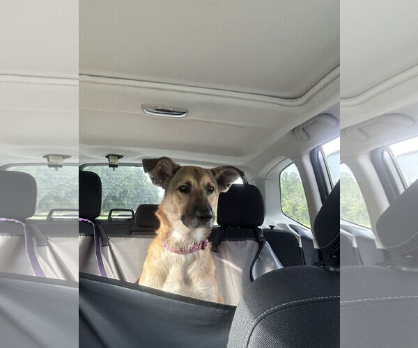 Medium Photo #2 German Shepherd Dog-Unknown Mix Puppy For Sale in New Hill, NC, USA