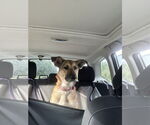 Small #1 German Shepherd Dog Mix