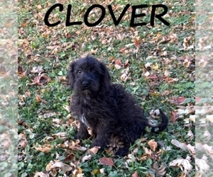 Schnoodle (Miniature) Puppy for sale in HARTLAND, MN, USA
