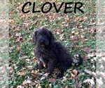 Image preview for Ad Listing. Nickname: Clover