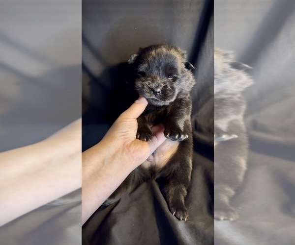 Medium Photo #3 Chow Chow Puppy For Sale in London, Ontario, Canada