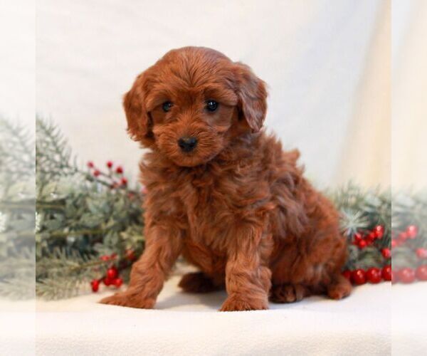 Medium Photo #1 Goldendoodle (Miniature) Puppy For Sale in LITITZ, PA, USA