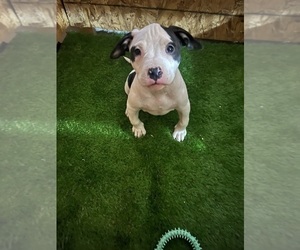 American Bully Puppy for sale in PHILA, PA, USA