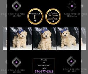 Maltipoo Puppy for sale in WARSAW, IN, USA