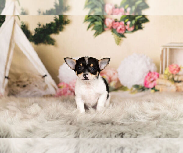 Medium Photo #2 Chihuahua Puppy For Sale in WARSAW, IN, USA