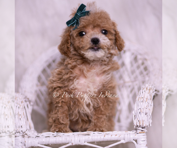 Medium Photo #31 Maltipoo (Miniature) Puppy For Sale in WARSAW, IN, USA