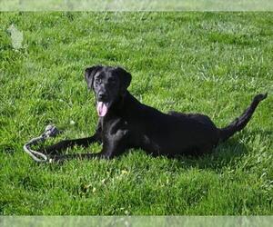 Labrador Retriever Dogs for adoption in Decatur, IL, USA