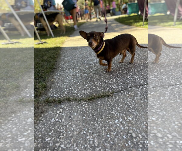 Medium Photo #1 Chiweenie Puppy For Sale in Mount Pleasant, SC, USA