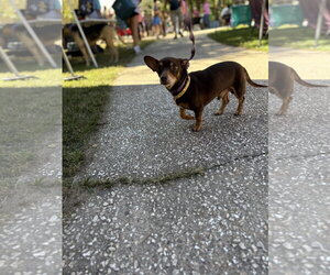 Chiweenie Dogs for adoption in Mount Pleasant, SC, USA